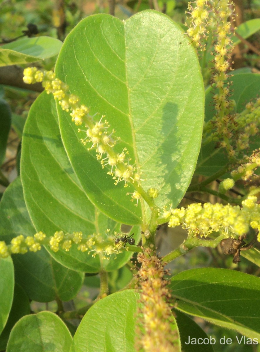 Antidesma ghaesembilla Gaertn.